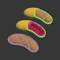 Three Anatomical Organ Models With Yellow Exterior And Red Internal Hair Like Structures