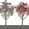 Two Arbor Trees With Dark And Red Leaves Displaying Vibrant Foliage In White Background