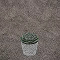 Green Leaf Succulent Potted Plant In White Pot With Gray Spots On Brown Surface