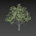 Arbor With Lush Green Foliage And Tall Straight Trunk On Black Background