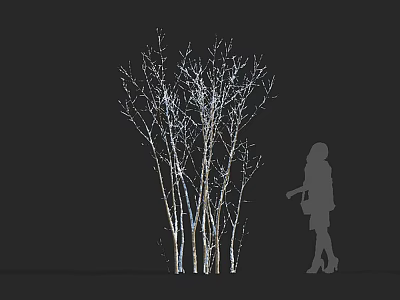 Illuminated Tree Trunks With Leafless Branches And Female Silhouette On Dark Background 3d model