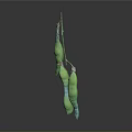 Green Pea Pods Hanging On Stem With Gray Gradient Background And Reflection