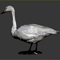 White Swan Taxidermy With Orange Beak Black Feet And Black Base