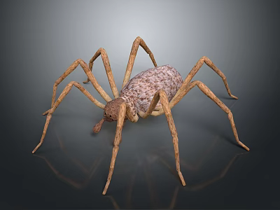 Realistic Spider With Long Legs And Textured Brown Body On Dark Surface 3d model