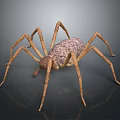 Realistic Spider With Long Legs And Textured Brown Body On Dark Surface