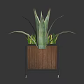 Green Grass Like And Aloe Like Plants In Wooden Square Planters With Black Frames