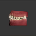 Detailed Anatomical Oral Organ Model Displaying Teeth And Gums Structure For Education