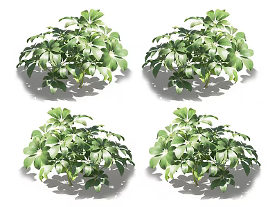 Lush Indoor Green Plants With Shiny Palm Leaves And Vibrant Foliage 3d model