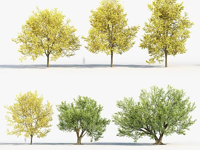 Arbor Trees With Yellow And Green Leaves For Garden Landscape Design 3d model