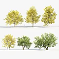 Arbor Trees With Yellow And Green Leaves For Garden Landscape Design