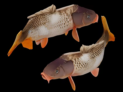Two Brown And White Carp With Orange Tails Fins And Natural Swimming Posture 3d model