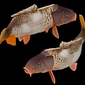 Two Brown And White Carp With Orange Tails Fins And Natural Swimming Posture