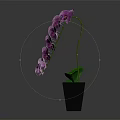 Elegant Purple Orchid Flowers In Black Vase With Green Leaves