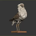 Taxidermy Bird With Spotted Feathers Standing On Wooden Base Displayed Against Dark Background