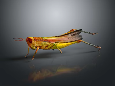 Vibrant Colorful Grasshopper With Yellow Green Body On Dark Reflective Surface 3d model