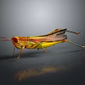 Vibrant Colorful Grasshopper With Yellow Green Body On Dark Reflective Surface