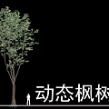 Dynamic Deciduous Maple Tree with Lush Green Foliage and Human Figure for Scale