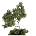 Decorative Tree Pit With Lush Green Foliage And Natural Design Elements