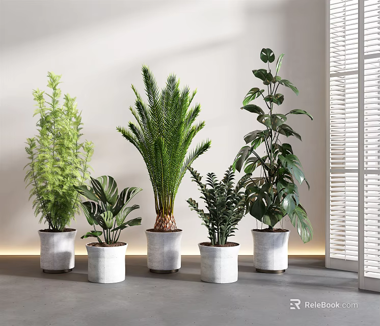 Five Indoor Potted Plants in White Pots Near Light Wall and Window Blinds 3d model 