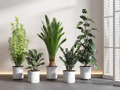 Five Indoor Potted Plants in White Pots Near Light Wall and Window Blinds 3d model