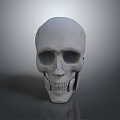 Detailed White Human Skull With Smooth Surface Isolated On Gray Background 3d model