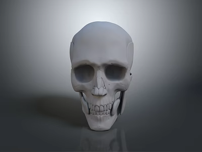 Detailed White Human Skull With Smooth Surface Isolated On Gray Background 3d model