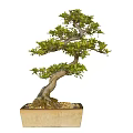 Bonsai Plant With Curved Trunk And Lush Green Leaves In Square Pot