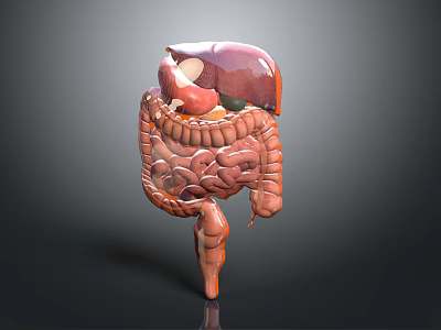 Human Abdominal Organs 3D Anatomical Model Showing Liver Stomach And Intestines 3d model