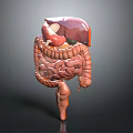 Human Abdominal Organs 3D Anatomical Model Showing Liver Stomach And Intestines