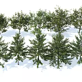 Various Arbor Tree Species With Lush Green Foliage and Distinct Canopy Structures 3d model
