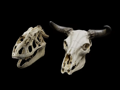 Dinosaur Fossil Dinosaur Skull Terrain Elements Game Scene Tyrannosaurus Rex 3d model