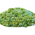 Lush Mixed Shrubbery With Diverse Green Foliage And Vibrant Plant Varieties