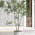 Bonsai Trees in White Textured Pots in Modern Interior with Natural Light