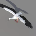 White Stork With Black Wings Spreading Wings And Long Red Legs Standing On Gray Background