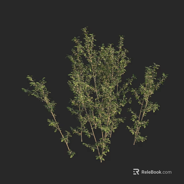 Lush Green Arbor with Dense Branches and Fresh Leaves for Garden Landscaping 3d model 