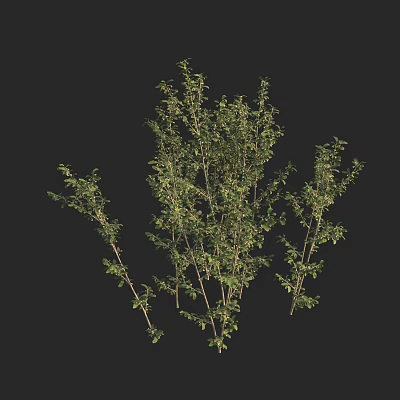 Lush Green Arbor with Dense Branches and Fresh Leaves for Garden Landscaping 3d model