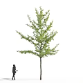 Arbor Collection With Green And Yellow Leaves Featuring Multiple Trees And Human Figures Below