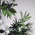Bonsai Potted Plants Indoor Decor with Lush Green Monstera Leaves Striped Foliage and White Flowers