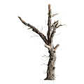 Dry Tree Trunk With Bare Branches And Natural Wood Texture Isolated On White