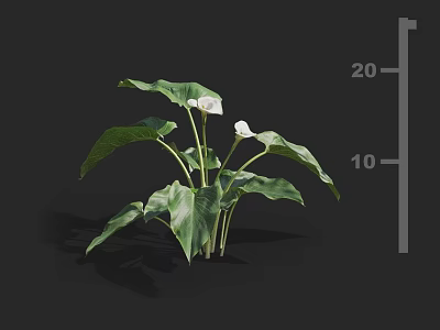 Calla lily Mushroom Flower Guanyinlian Lotus Lotus Water Lilies Aquatic Plants Aquatic Plants Azichi Gentleman Flower Guanyinlian 3d model