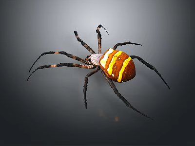 Spider with brown body yellow and white stripes and long black legs 3d model