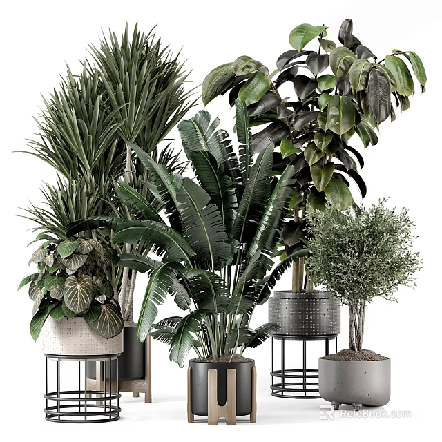 Various Potted Plants with Large Green Leaves Small Trees and Ceramic Metal Pots for Indoor Decor 3d model 