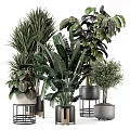 Various Potted Plants with Large Green Leaves Small Trees and Ceramic Metal Pots for Indoor Decor