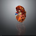 Human Kidney Anatomical Model Showing Internal Structure Blood Vessels And Detailed Medical Education Features