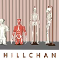 Modern Human Medical Human Body 3d model