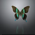 Colorful Butterfly With Green Brown Stripes And Blue Edges On Grey Background With Reflection