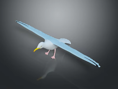 Seagull with White Body Yellow Beak Pink Feet Spread Wings on Dark Background Reflection 3d model