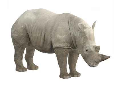 Grey Rhinoceros Standing With Natural Posture And Detailed Skin Texture 3d model