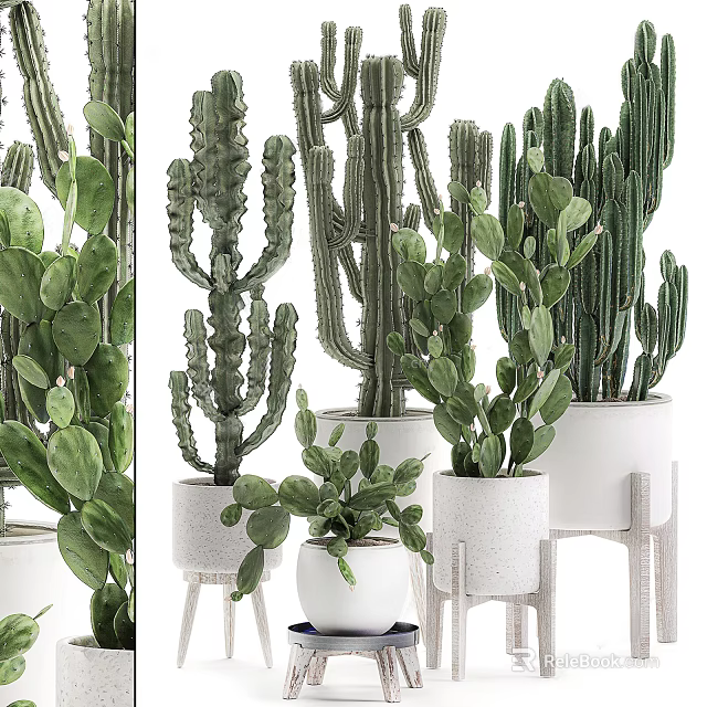 Various Stylish Indoor Cactus Potted Plants In White Pots For Home Decor 3d model 