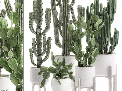 Various Stylish Indoor Cactus Potted Plants In White Pots For Home Decor 3d model